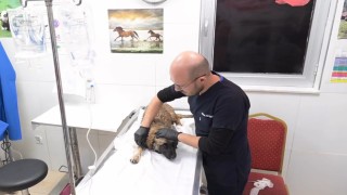 Isparta Belediyesi Hayvan Bakım Merkezi 2 bin 500 köpek ve 350 kediye ev sahipliği yapıyor