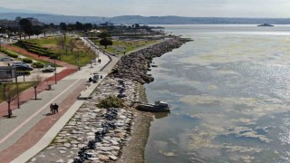 İzmir Bostanlı sahilini deniz marulu sardı