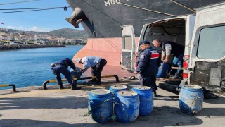 İzmirde yasadışı yollarla avlanan deniz patlıcanları denize salındı