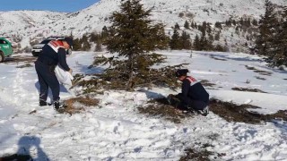 Jandarmanın yem bıraktığı alanlarda hayvanlar fotokapanlarla görüntülendi