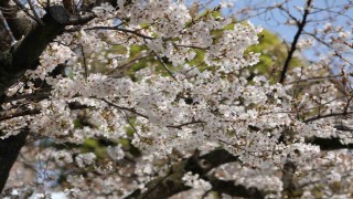 Japonyanın simgesi Sakuralar Tokyoda görsel şölen yaşattı