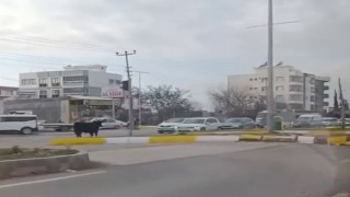 Kaçan inek trafiği bir birine kattı