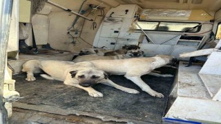 Kahtada başıboş sokak köpekleri toplanıyor