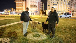 Kamyonetten yola düşen Mor Karaman ırkı koyunlar kaderine terk edildi