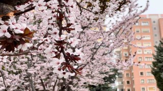 Kar hububatta sevindirdi, don meyve ve sebzede endişe getirdi