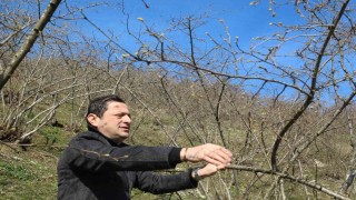 Kar yağışı fındık üreticisini sevindirdi