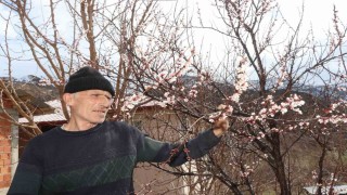 Kar yağışı meyve ağaçlarını üşüttü