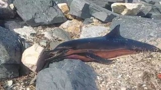 Karaburun sahiline ölü yunus vurdu