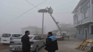 Karacabeydeki leylek yuvalarında geleneksel temizlik devam ediyor
