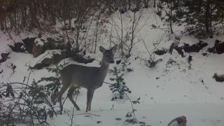 Karacadan fotokapana güzel pozlar