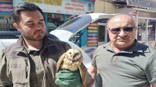 Kargaların saldırdığı yaralı peçeli baykuş koruma altında
