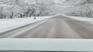Karla kaplı ağaç tünelde koşan karaca kamerada