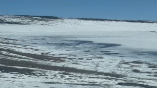 Karsta köye inen kurt, vatandaş tarafından görüntülendi