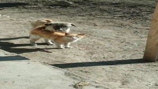 Karsta sıcak dostluk: Kedi ile köpeğin samimi anları kamerada