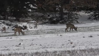 Kastamonuda aç kalan karacalar, köylere inerek ekili arazilerde otladı