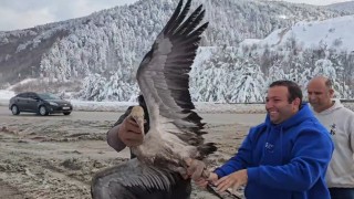 Kastamonuda tedavi edilen turna doğaya salındı