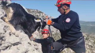 Kayalıklarda mahsur kalan keçiler 4 gün sonra kurtarıldı