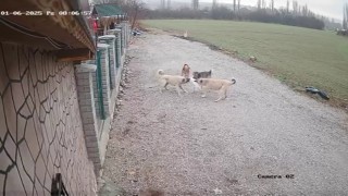 Kayıp olarak aranan kedi Mianın köpekler tarafından telef edildiği ortaya çıktı