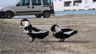 Keban Baraj Gölü zengin fauna çeşitliliği ile dikkat çekiyor