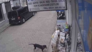 Kediyi kıskanan köpek, mamayı alıp kaçtı