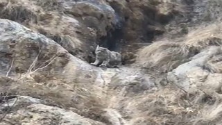 Kırmızı listede yer alıyor: Yok böyle kamuflaj