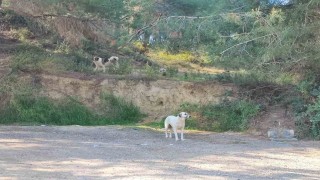 Köpekler başıboş gezmeye devam ediyor