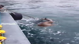 Köpeklerin saldırısından kaçarken denize düşen karaca balıkçılar tarafından kurtarıldı