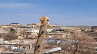 Köpekten kaçıp direğe tırmanan kediyi itfaiye kurtardı