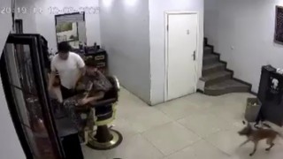 Kuaförde köpek korkusu berberi komedi sahnesine çevirdi