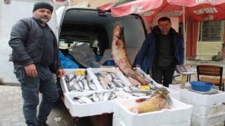 Kuraklık, barajlardaki balık popülasyonu etkiledi