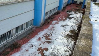 Kurnaz tilki kurtarma ekiplerini yıldırdı