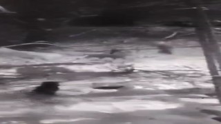 Kurtlara tek başına karşı koydu