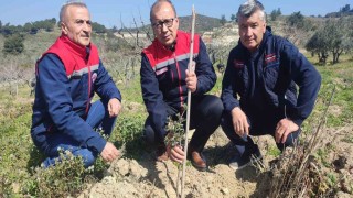 Kuşadası ve Didimde 540 adet sakız fidanları toprakla buluştu