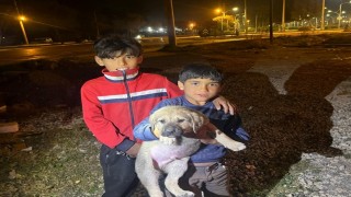 Kuyuya düşen yavru köpek, itfaiye ekiplerince kurtarıldı