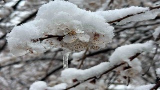 Malatyada kayısı bahçeleri don tehlikesiyle karşı karşıya