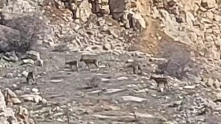 Malatyada onlarca yaban keçisi sürü halinde görüntülendi