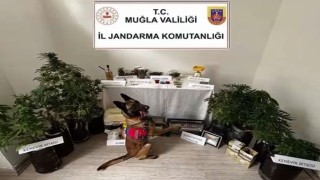 Marmariste uyuşturucu operasyonu: 1 tutuklama
