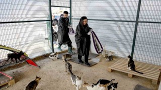 Mersinde gönüllüler patili dostlarına destek oluyor