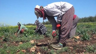 Mevsimlik İşçi Ücretleri %84,2 Arttı