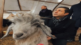 Milletvekili Bulut: Biz bu ülkenin hayvanına, kuşuna, her şeyine aşığız