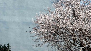 Muğlada bahar mevsimi kendini hissettiriyor