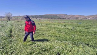 Muğlada ‘Buğday Süne Zararı kontrolleri yapıldı