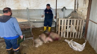 Osmaniye’de Ahıra Saldıran Sokak Köpekleri Uyuyakaldı
