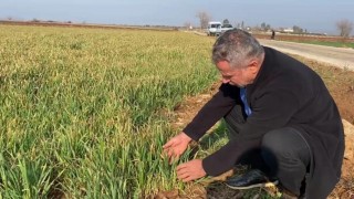Osmaniye’de Çiftçiler Kuraklık Nedeniyle Zor Durumda: Buğday Tarlaları Susuz Kaldı