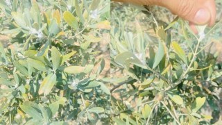 Osmaniye’de Zeytin Ağaçlarını Tehdit Eden Pamuklu Bit İçin Uyarı!