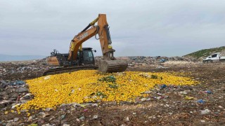 Pestisit tespit edilen Dubaiye ihraç edilecek 71 ton limon imha edildi