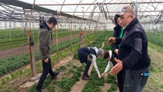 Pyrrolizidine Alkoloid İçeren Yabancı Otlarla Mücadele Çalışmalarına Başlandı
