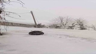 Rizede kışlık ahırından kaçan boğa yazlığında bulundu