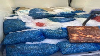 Samsunda 1,5 ton kaçak midye ele geçirildi