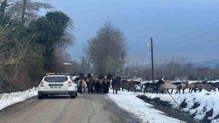 Samsunda başıboş atlar belediyeyi harekete geçirdi